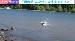 溺れてる!? → 実は浅瀬！ 壊滅的に泳ぎが下手な犬のバタバタ劇が話題