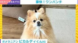 ポメラニアンが放ったまさかの一撃に「中身はネコです」「犬の前は武術をやっていたか」と反響続々