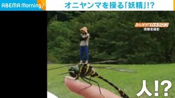 人間を乗せたオニヤンマ？ トリックアートのような“奇跡の一枚”に「妖精かよ」「乗れる人いたんだ」の声