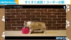 衝撃！300日間で胴だけが“画角外”へ！コーギーの成長記録に「誰だ食パンの発酵過程って言ったやつｗ」