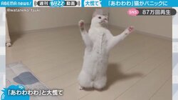 猫が2本足で立ってパニック 首と手を振って“あわあわ”する姿に「短い動画なのに爆笑した」「ダンスしてる」