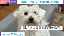 ぴこっ！ふわふわマルプーの“貴重な瞬間”をとらえた動画に 「耳が引力に負けた瞬間」と癒しの声続々