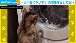 猫が洗濯機を回してる!? 一心不乱に“ホリホリ”する姿に「猫パンチされたい！」「かわいい」と反響