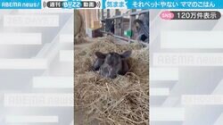 「それベッドやない！ママのごはんや！」子牛が干し草で寝転び、移動するまでの様子に「気まずい顔して柵に戻るのかわいいw」など反響