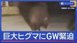 GW緊迫！巨大ヒグマが出没　増える人的被害　もし観光地で遭遇したら…