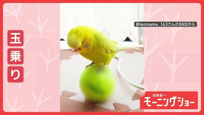 まるでサーカス　達人インコさん　ころころボールで玉乗りショー　なぜボールに乗る？ 1枚目