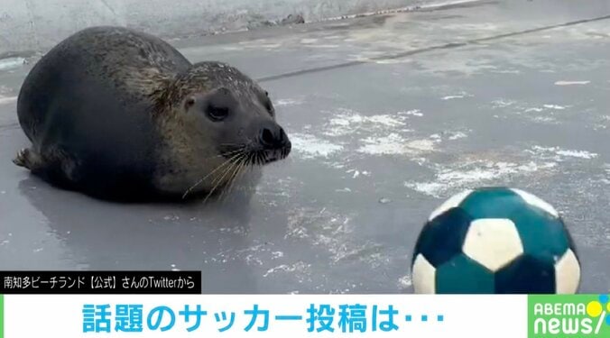 アザラシ