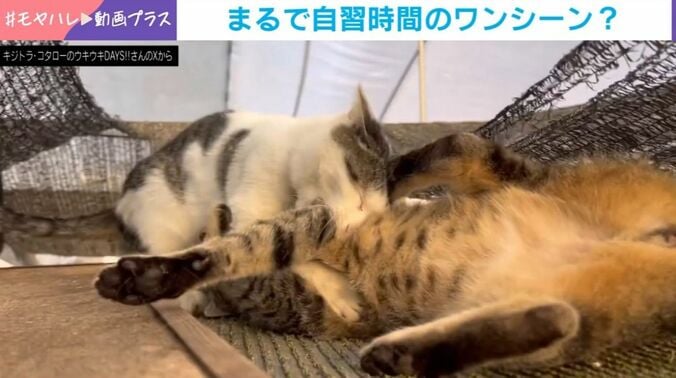 ムギくんとコナツちゃん