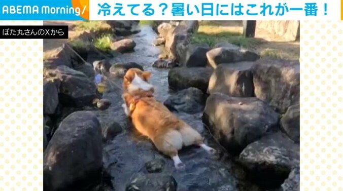 コーギーの紬ちゃん（3歳）