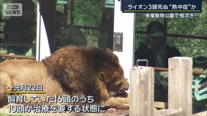 ライオン