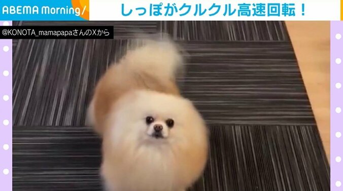 ポメラニアンのこの太くん（5歳）