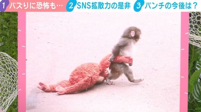 パンチくんが世界でバズった写真