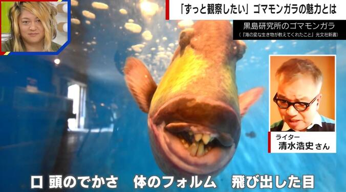  怖すぎる…ゴマモンガラの顔面ドアップ