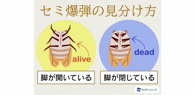 死んでいると思いきや急に復活！ 晩夏の風物詩”セミ爆弾”を見分けるポイントは脚に注目？ 2枚目