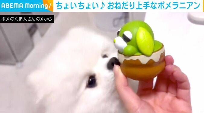 ポメラニアン・くま太