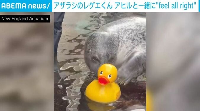 アザラシの「レゲエくん」