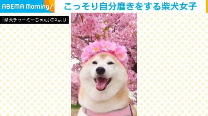 柴犬のチャーミーちゃん