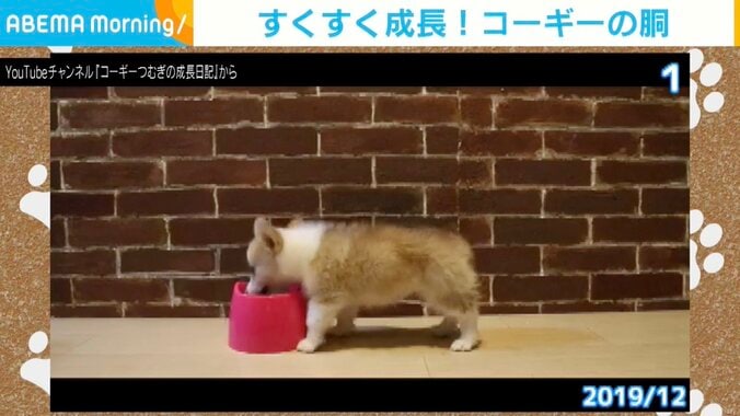 コーギーのつむぎちゃん