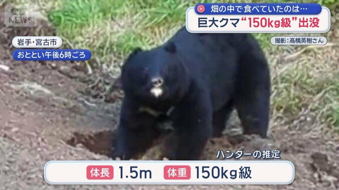 岩手で“150キロ級”巨大ツキノワグマが出没 1枚目