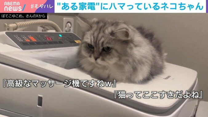 洗濯機の揺れを堪能するこゆきちゃん