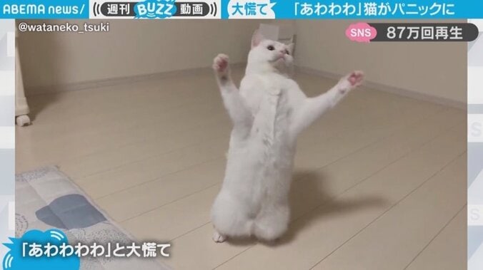 猫が2本足で立ってパニック 首と手を振って“あわあわ”する姿に「短い動画なのに爆笑した」「ダンスしてる」 1枚目