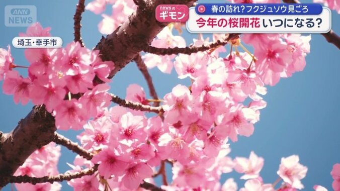 河津桜