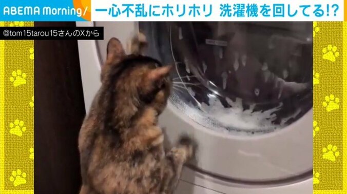 サビ猫のニャンタロウちゃん（1歳半）