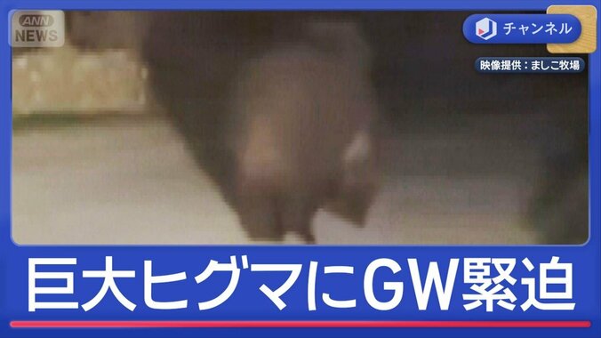 GW緊迫！巨大ヒグマが出没　増える人的被害　もし観光地で遭遇したら… 1枚目