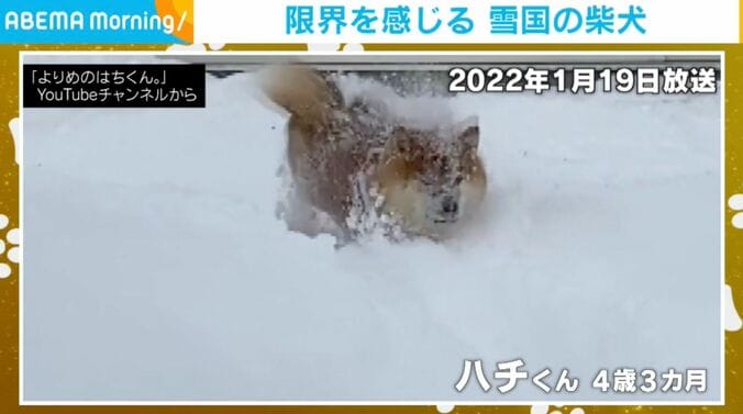 柴犬のハチくん