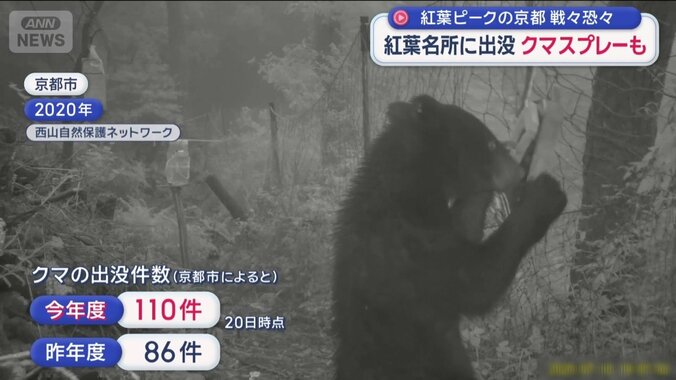 クマの出没件数