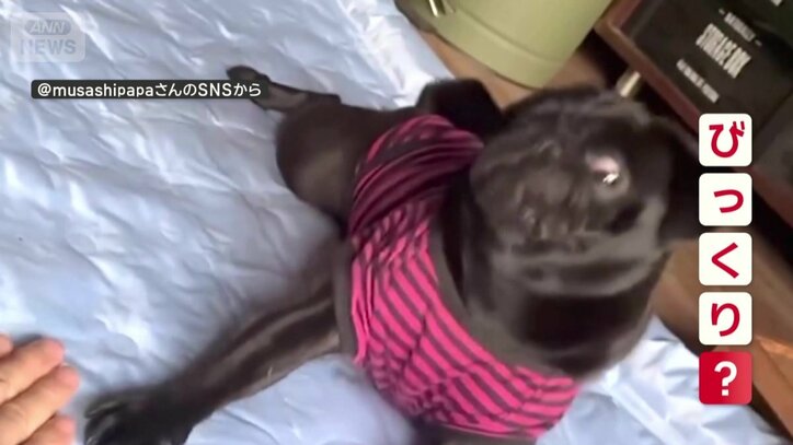 飼い主がマネするとビックリ?