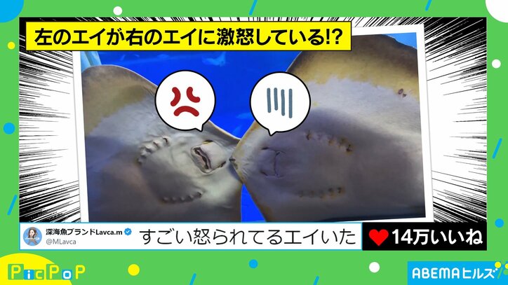 “叱責”するエイと“激怒”されるエイ