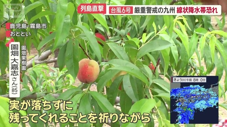 まだ青い桃が…