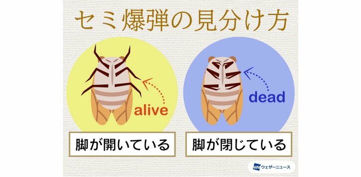死んでいると思いきや急に復活！ 晩夏の風物詩”セミ爆弾”を見分けるポイントは脚に注目？