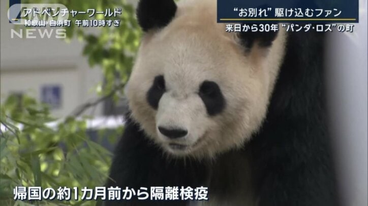 アドベンチャーワールドのパンダ