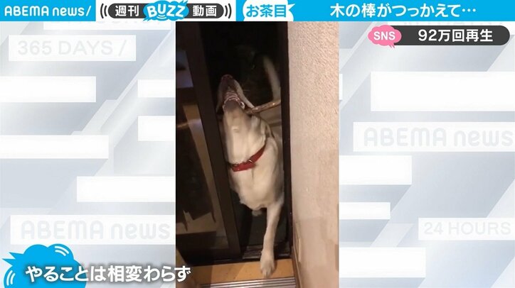 くわえた木の棒のせいで家に入れない犬 成長後も つっかえ続ける お茶目な姿に反響 国内 Abema Times