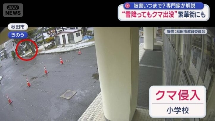 小学校にクマ侵入