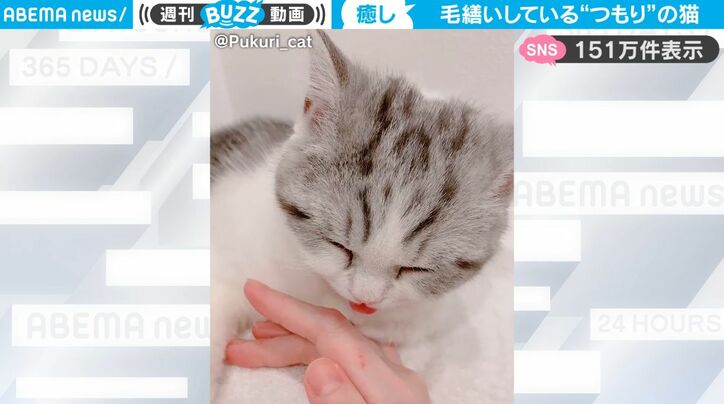 毛づくろいしているつもりが舌が届いてない…目を閉じて飼い主の手を“エア舐め”する子猫が悶絶級の可愛さ