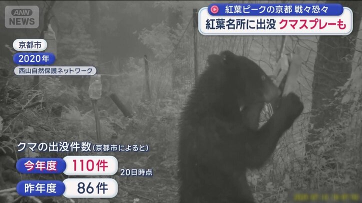 クマの出没件数