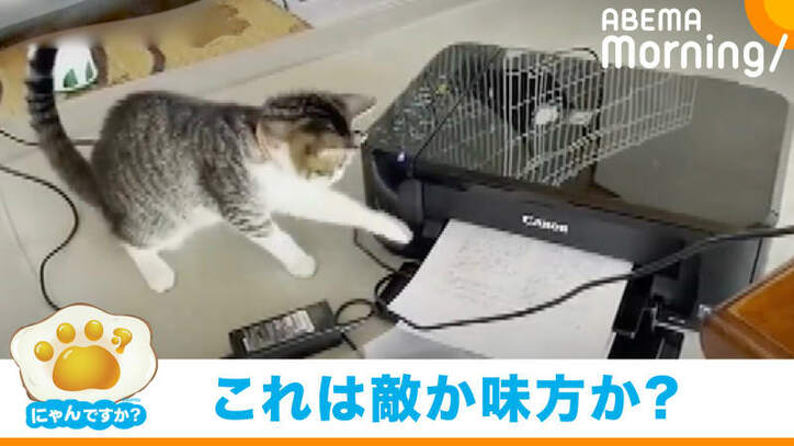 敵襲ニャ プリンターに ビビる 猫の動画に癒やされる人続出 勇気の猫パンチかわいい 国内 Abema Times