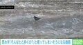 波打つ湖の上を優雅に歩く鳥 神秘的な光景に「波乗りのプロ」「遊んでいるんですかね？」と反響