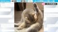 「とんでもねぇ！」自分のおしりの匂いを嗅いだ猫…“衝撃的な表情”を見せる動画に「えっうそ！？みたいな表情かわいいw」など絶賛の声