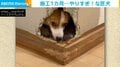 まさに匠の技!? 襖に穴を開けた犬 施工期間1カ月の大作に「一級建築士??笑」「見たくなる気持ちわかる」と驚きの声