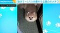 「見てないで助けて〜」ベッドの隙間から出られなくなったポメチワに「なんで入っちゃったの？w 」と疑問の声