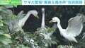 「うんち、うんち困るよね」…サギ大繁殖で住民悲鳴 “悪臭&鳴き声”の実態を調査
