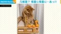 ミカンをめぐる猫の奮闘！几帳面に隙間を整えるも“思わぬ失敗”に飼い主爆笑