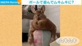 「なんかゴツいな」ボールの上に乗ると“マッチョ”に見えるウサギに「勝てる気がしないｗ」と反響