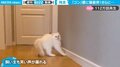 前方不注意の猫が壁に「ゴン」、猫の追撃に"パニック" 飼い主も思わず笑ってしまう珍場面の一部始終