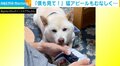 「僕を見てよ～！」飼い主の手にあごを乗せて必死に“構ってアピール”する柴犬に「ゲームやめちゃう～」の声