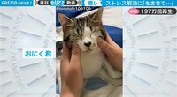 【映像】子猫の癒し顔